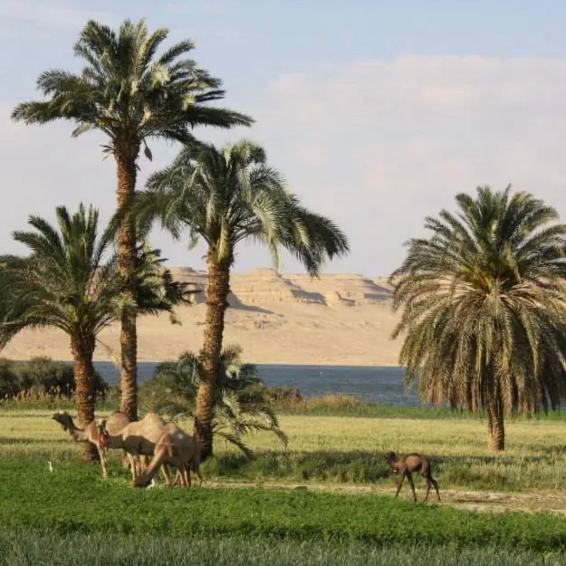 Fayoum pottery hand painted side plates